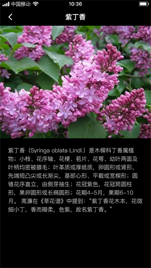 丁香花瓣app图片1