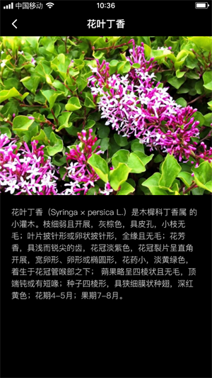 丁香花瓣app图片2